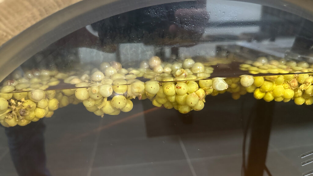 Winemaking using only grapes, yeast and bacteria