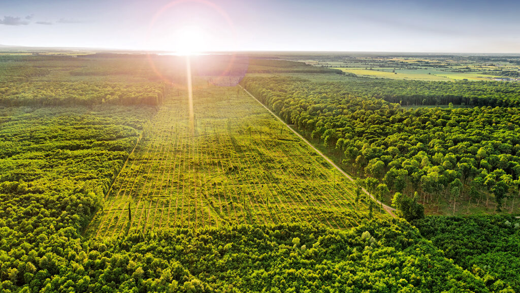 Die Qualität der Fässer zur Weinherstellung beginnt im Wald